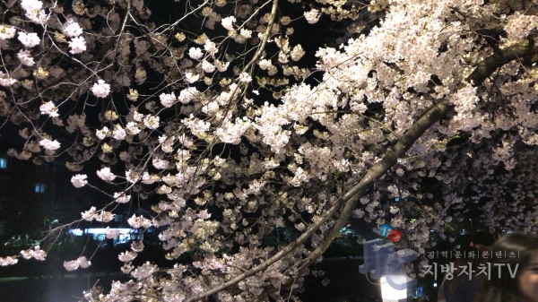 서울 강북구 우이천 벚꽃나무