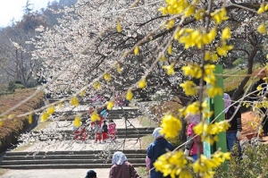 목포시, 2016 꽃피는 유달산축제 개최