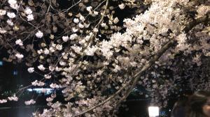 [강북구] 봄의 향연, 벚꽃 흩날리는 우이천