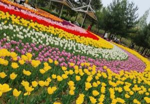 [포토] 봄꽃 만발한 청주 무남 생태공원