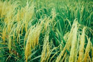 새로운 쌀 품종이 기후 변화 해결 답안 될 수도