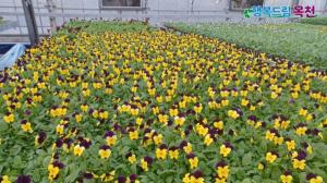 옥천군농업기술센터, 공공기관에 향기로운 봄꽃 분양